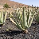 Plantation d'Aloa Vera