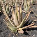 Plantation d'Aloa Vera