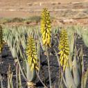 Plantation d'Aloa Vera