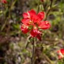 Indian paintbrush
