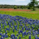 Texas bluebonnet