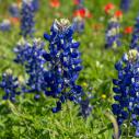 Texas bluebonnet