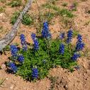 Texas bluebonnet