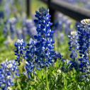 Texas bluebonnet