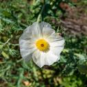 White poppy