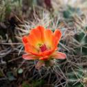 Claret cup cactus