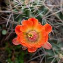Claret cup cactus