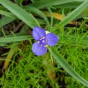 Tradescantia virginiana