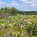 Enchanted Rock Park