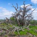 Enchanted Rock Park
