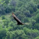Turkey vulture