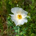 White poppy