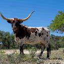 Texas longhorn