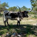 Texas longhorn