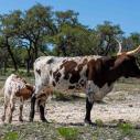 Texas longhorn
