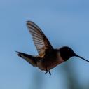 Hummingbird