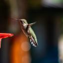 Hummingbird