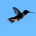 Hummingbird