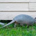 Armadillo (Tatou à 9 bandes)
