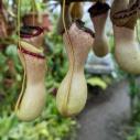 Nepenthes