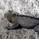 Iguane marin