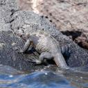 Iguane marin