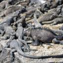Iguane marin