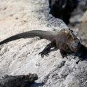 Iguane marin