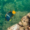 King angelfish