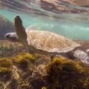 Tortue verte