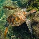 Tortue verte