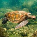 Tortue verte
