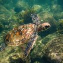 Tortue verte