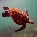 Tortue verte