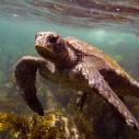 Tortue verte