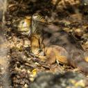Iguane terrestre