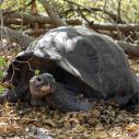 tortue géante