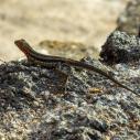 Lézard de Lave