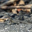 Lézard de lave