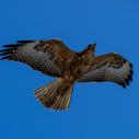 Galapagos hawk