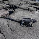 Iguane marin