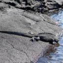 Iguane marin