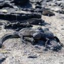 Iguane marin
