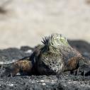 Iguane marin