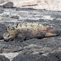 Iguane marin