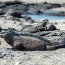 Iguane marin