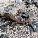 Lézard de Lave