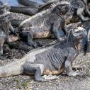 Iguane marin