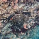Tortue verte