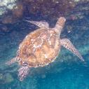 Tortue verte